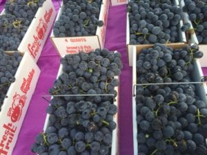 Baskets of aromatic, ripe, purple grapes, mostly likely Concord Grapes, at a farm stand during the fall in the Finger Lakes