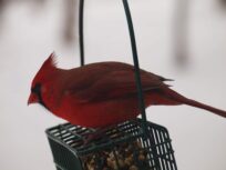 red cardinal on seed basket