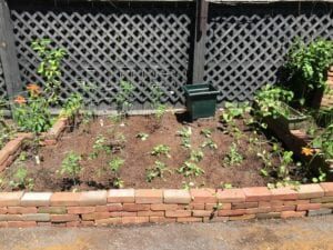 The 1795 Acorn Inn's vegetable garden after just being planted. Many herbs and tomatoes are used in our daily breakfast included in your stay.
