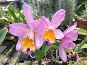 Purple and yellow orchids on display at Sonnenberg Gardens and Mansions during their Orchid Show in March