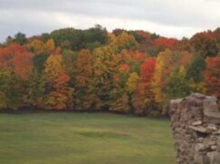 fall foliage of red, yellow, orange and green trees with a stone wall... a family seen during the fall in the Finger Lakes