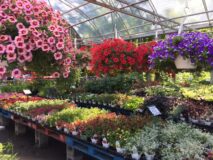 The greenhouse at Joseph's Wayside Market in Naples, NY with various colorful hanging baskets and flowering plants