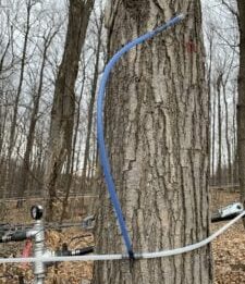 tapping tree for maple syrup at Wohlschlegel's Maple Farm in Naples, NY