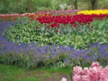 Garden flowers of yellow, read and purple tulips and pink hyacinth during the Spring