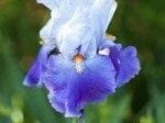 purple and blue iris