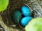 3 blue eggs in nest