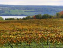 Grape vineyard in finger lakes ready for the harvest with the lake and farming fields in the distance